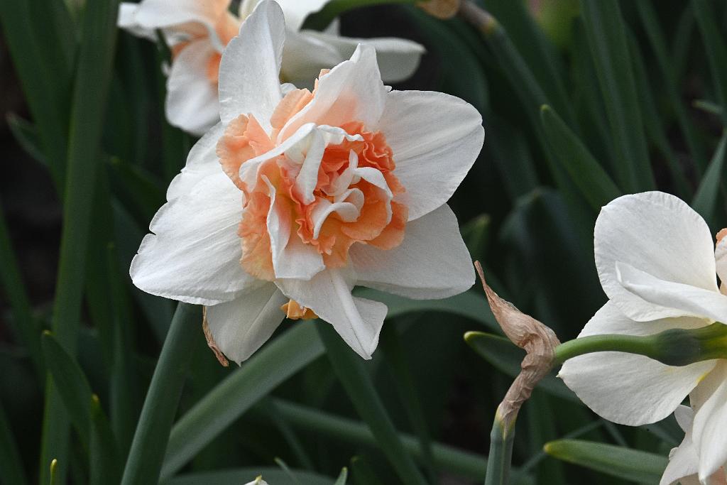 2025-04216445 Tower Hill Botanic Garden, MA.JPG - Daffodil. New England Botanic Garden at Tower Hill, MA, 4-21-2025